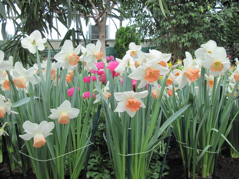 White Daffodils in Bloom — Calm, Spring, Photograph