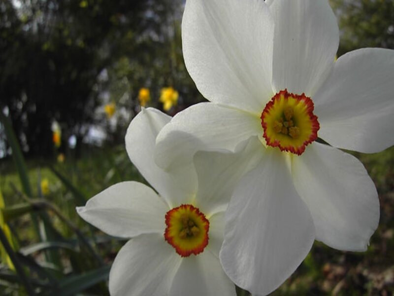 White Daffodils in Bloom — Calm, Spring