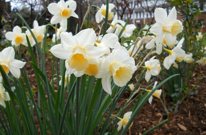 White Daffodils in Bloom — Calm
