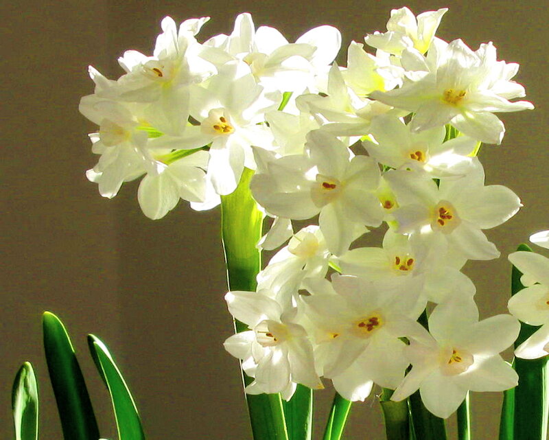 White Daffodils in Bloom — Serene, Morning