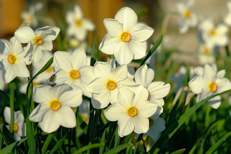 White Daffodils in Bloom — Serene, Spring, Photograph, Flowers, Bee