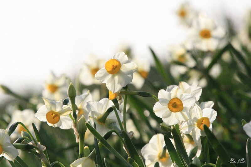 White Daffodils in Bloom — Serene, Spring, Photograph, Flowers, Buds