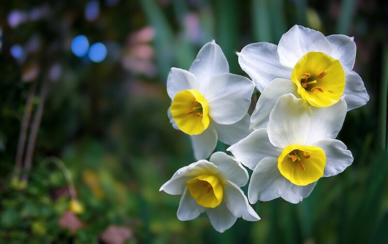 White Daffodils in Bloom — Serene, Spring, Photograph, Flowers, Green Leaves, Out of Focus Background