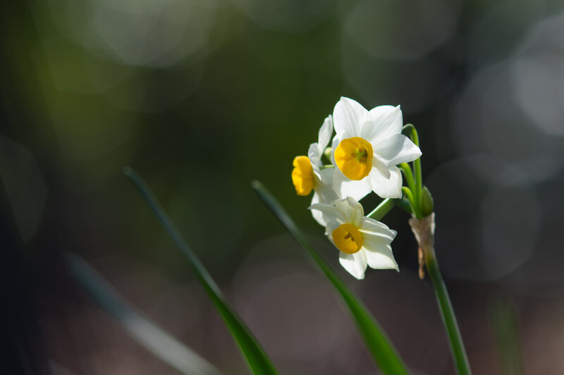 White Daffodils in Bloom — Serene, Spring, Photograph, Flowers, Green Leaves