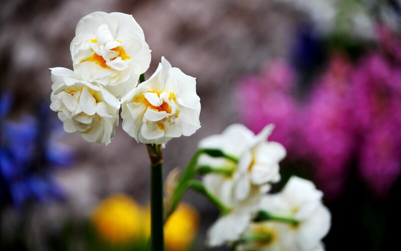White Daffodils in Bloom — Serene, Spring, Photograph, Flowers, Green Stems, Blurred Background