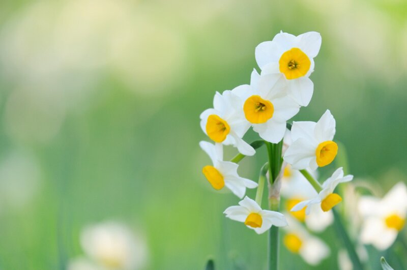 White Daffodils in Bloom — Serene, Spring, Photograph, Flowers