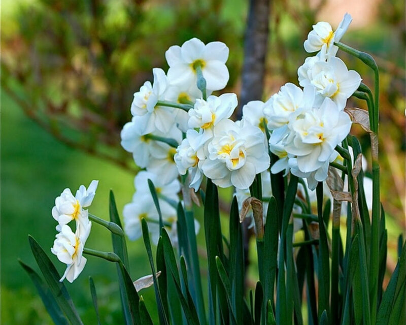 White Daffodils in Bloom — Serene, Spring, Photograph, Green Leaves, Bushes