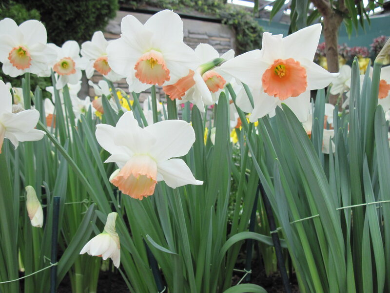 White Daffodils in Bloom — Serene, Spring, Photograph, Green Leaves, Flower Buds
