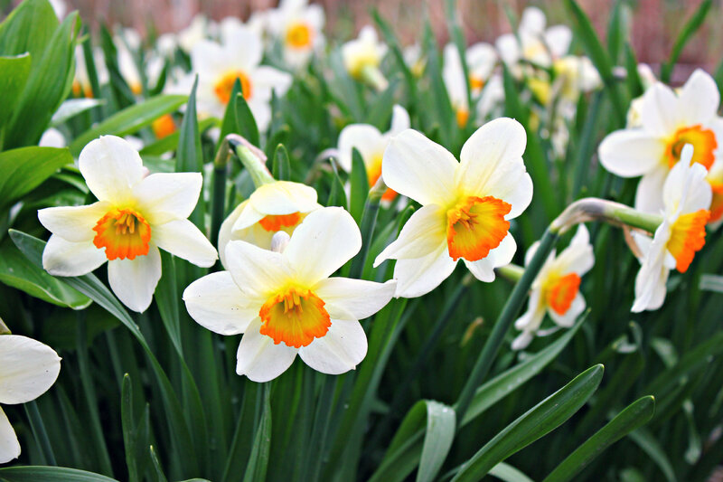 White Daffodils in Bloom — Serene, Spring, Photograph, Green Leaves, Flowers