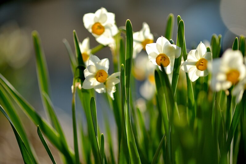 White Daffodils in Bloom — Serene, Spring, Photograph, Green Leaves, Sunlight, Yellow
