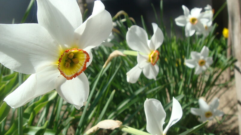 White Daffodils in Bloom — Serene, Spring, Photograph, Green Leaves