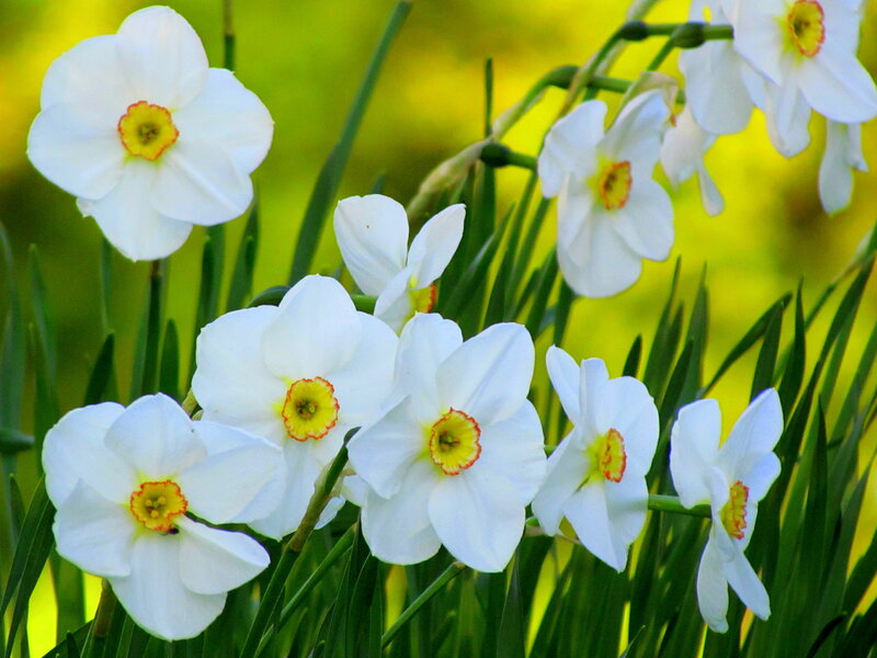 White Daffodils in Bloom — Serene, Spring, Photograph, Green Leaves, Yellow Center