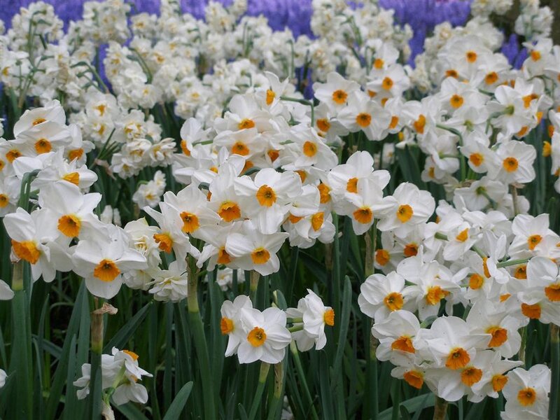 White Daffodils in Bloom — Serene, Spring, Photograph, Green Stems