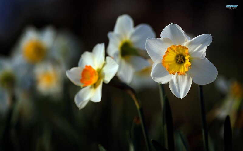 White Daffodils in Bloom — Serene, Spring, Photograph, Yellow Center