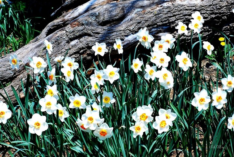 White Daffodils in Bloom — Serene, Spring