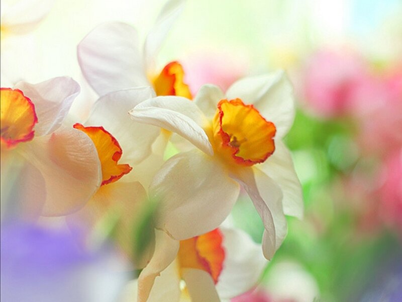 White Daffodils in Bloom — Serene