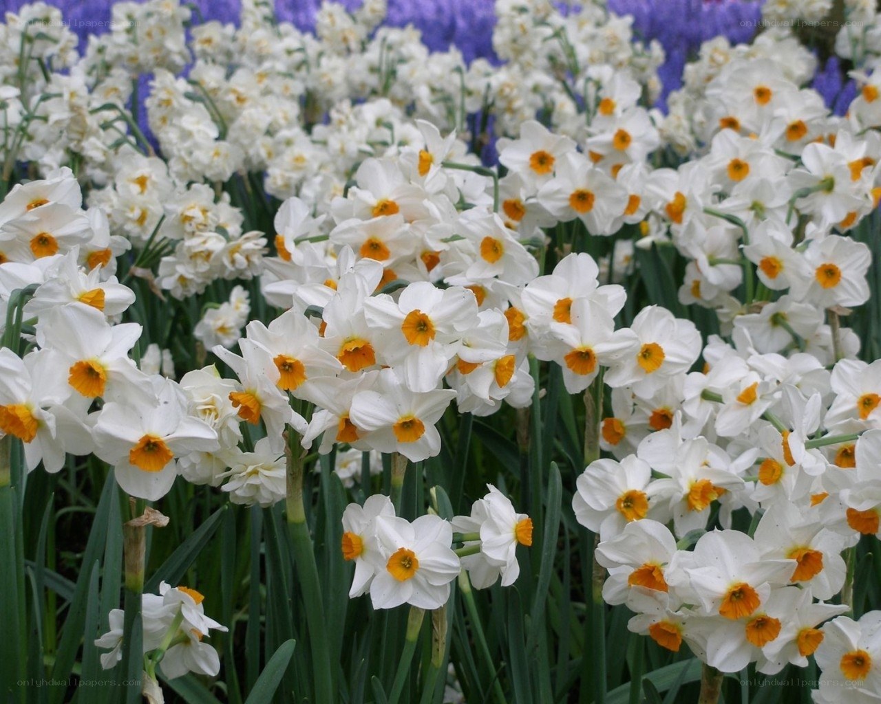 White daffodils in bloom