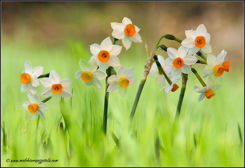 White Daffodils in Field — Green