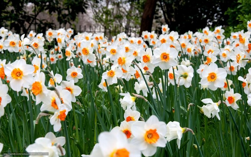 White Daffodils in Field — Serene, Spring