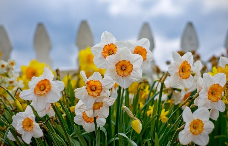 White Daffodils in Field — Serene