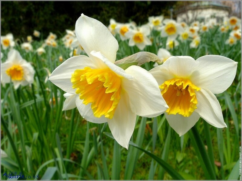 White Daffodils in Field