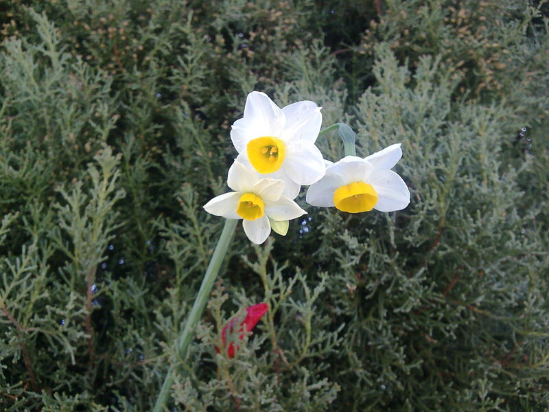 White daffodils in garden