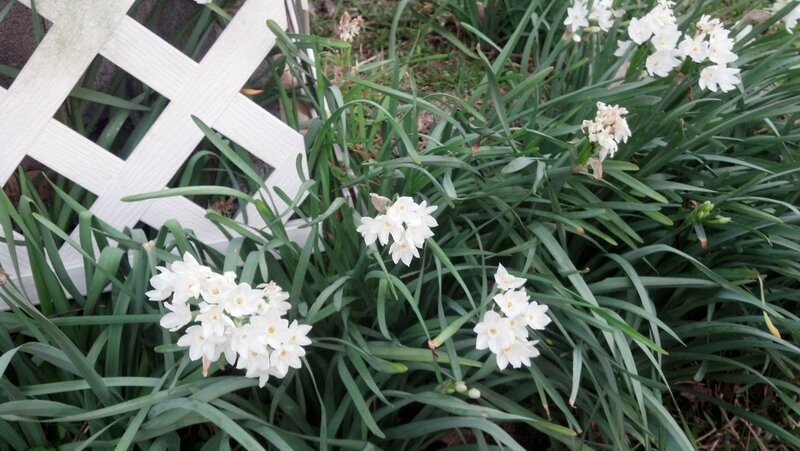 White Daffodils in Garden — Calm, Spring, Photograph