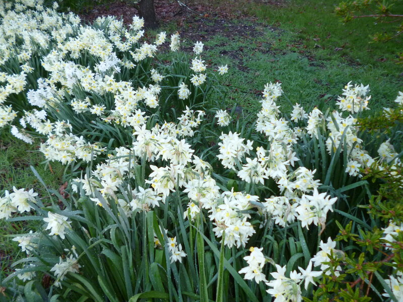 White Daffodils in Garden — Calm, Spring