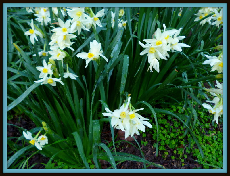 White Daffodils in Garden — Calm