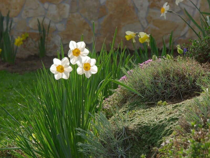 White Daffodils in Garden — Green, Serene, Spring