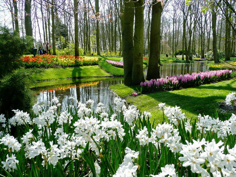 White Daffodils in Garden — Green, Serene