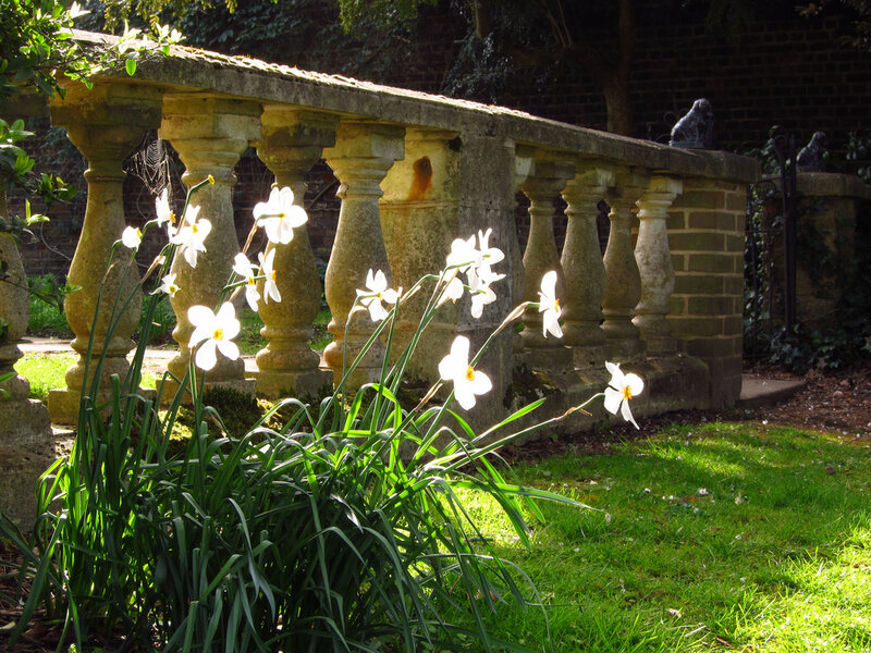 White Daffodils in Garden — Green
