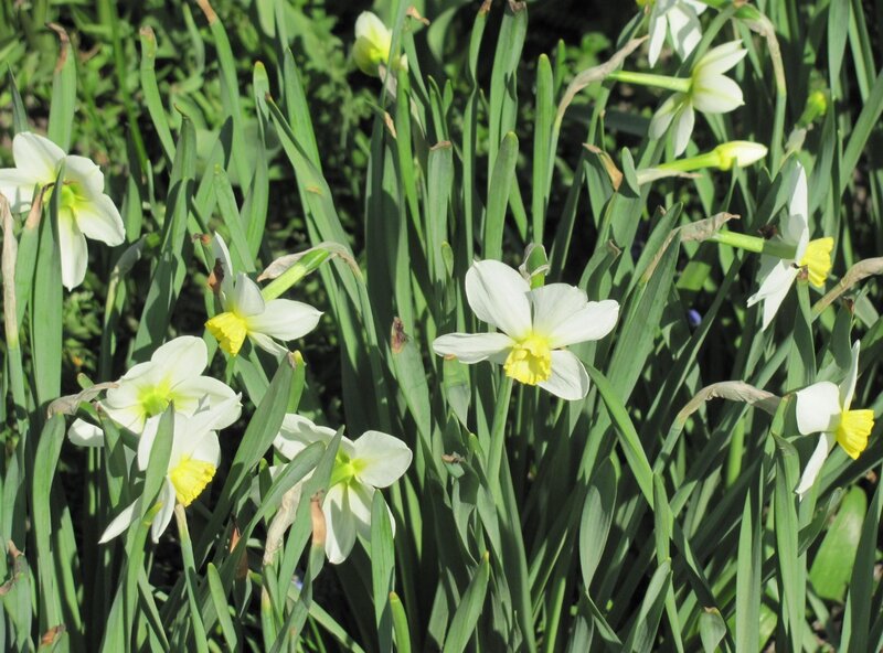 White Daffodils in Garden — Serene, Spring, Photograph