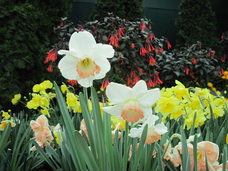 White Daffodils in Garden — Serene, Spring