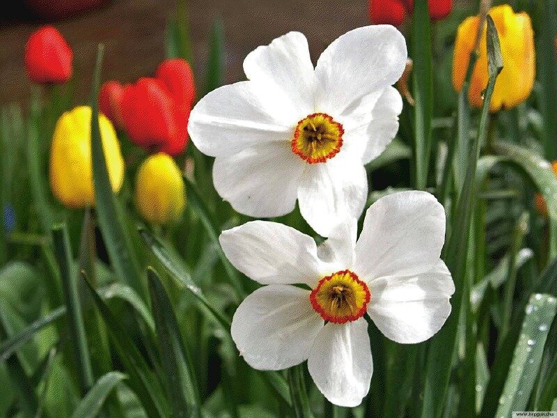 White Daffodils in Garden — Serene