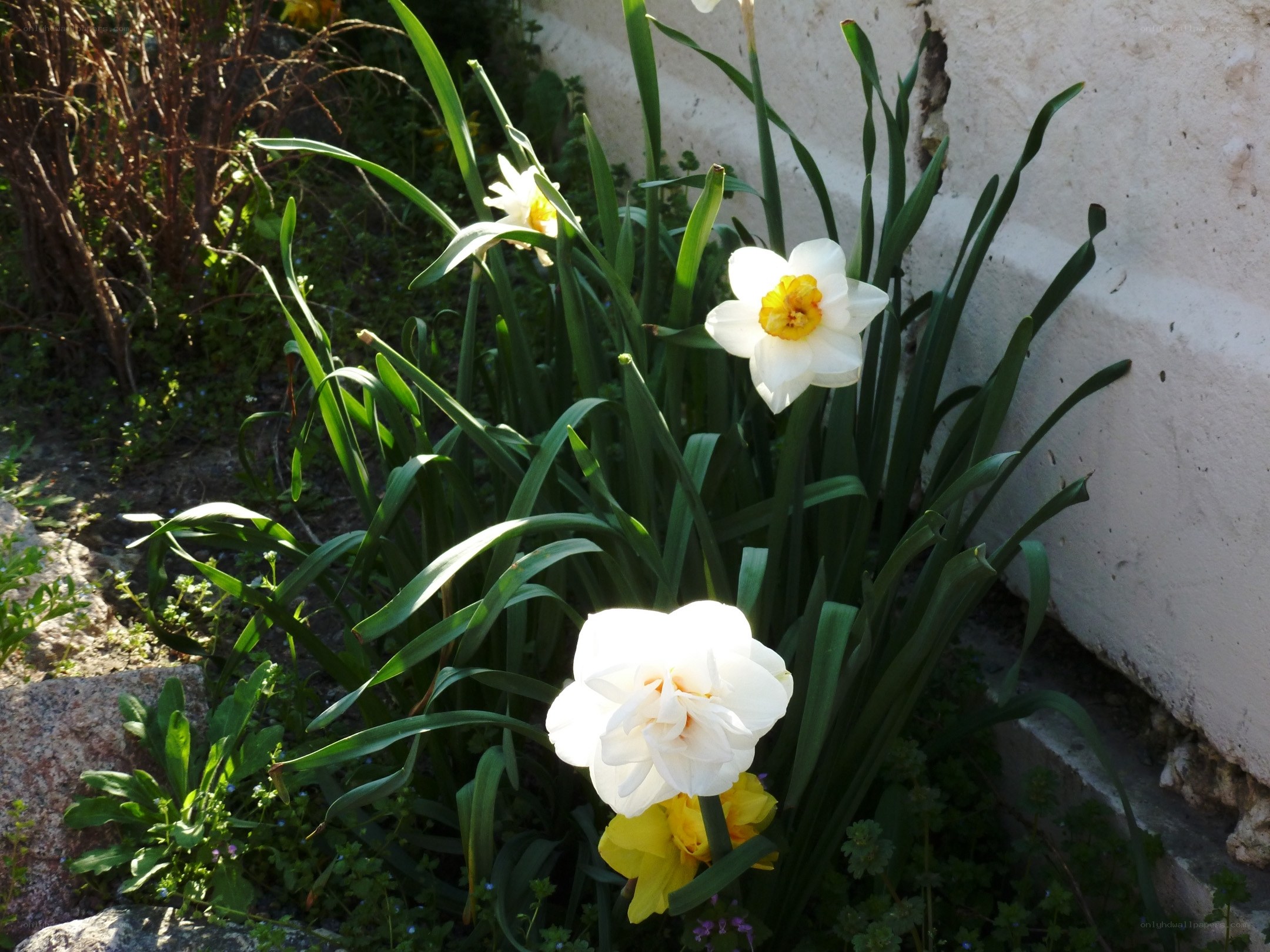 White daffodils in garden