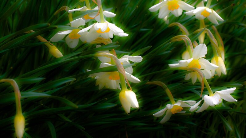 White Daffodils in Grass — Green, Serene, Spring