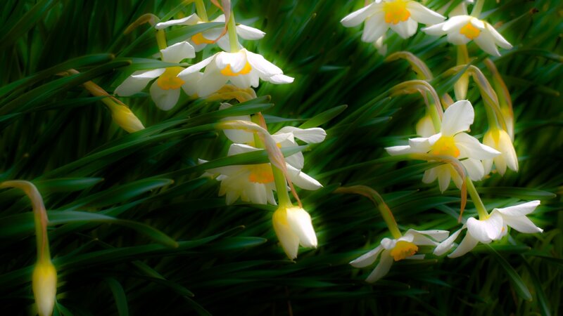 White Daffodils in Grass — Green, Serene