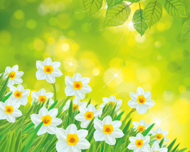 White Daffodils in Grass — Green
