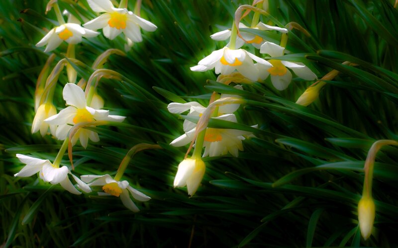 White Daffodils in Grass — Serene, Spring