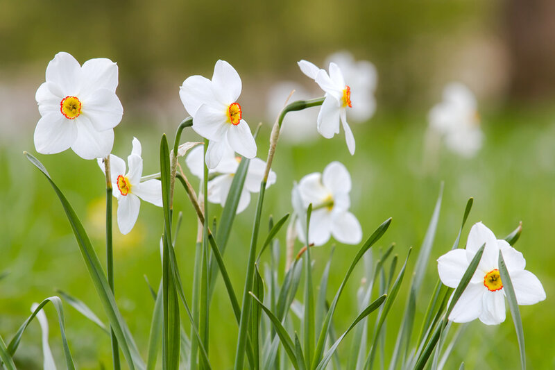 White Daffodils in Grass — Serene