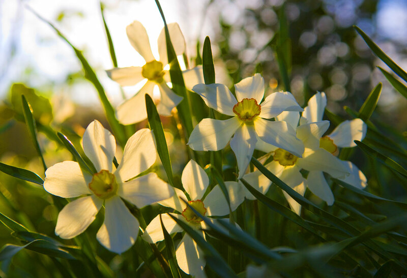 White Daffodils in Grass