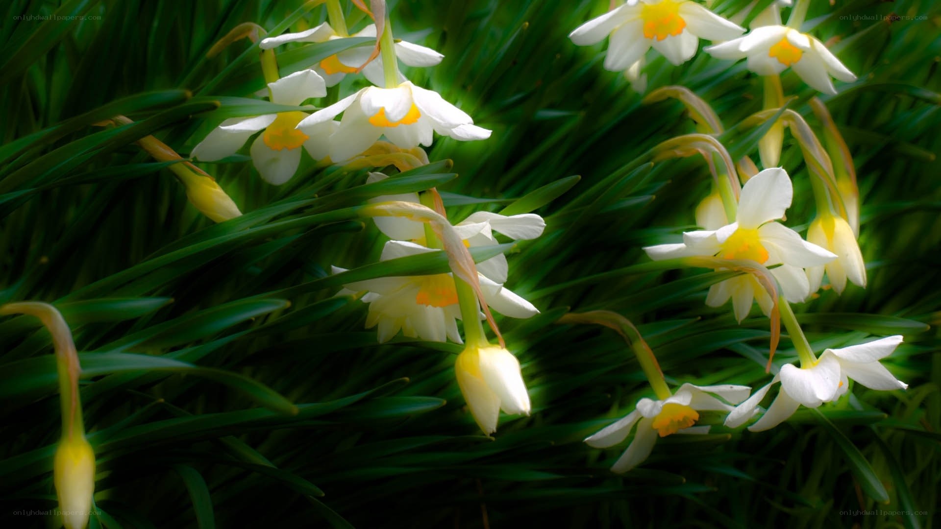 White daffodils in green grass