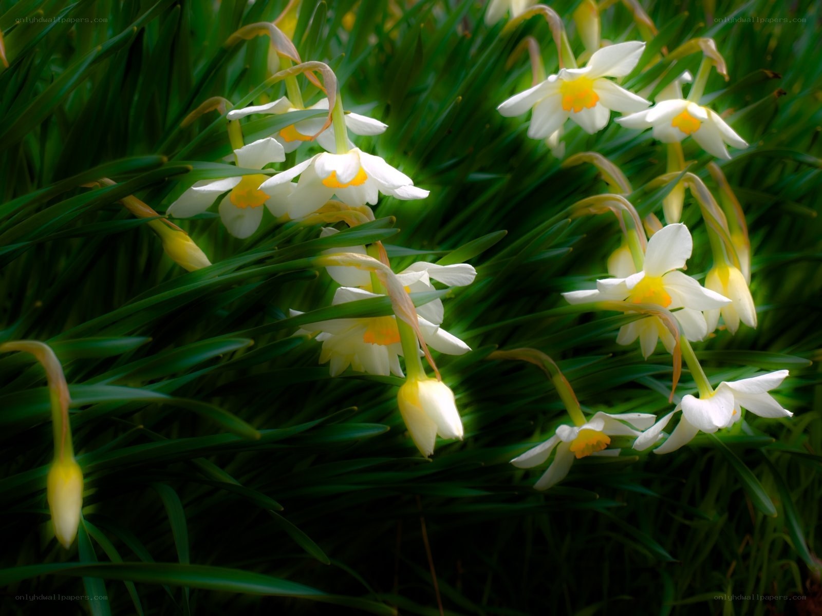 White daffodils in green grass