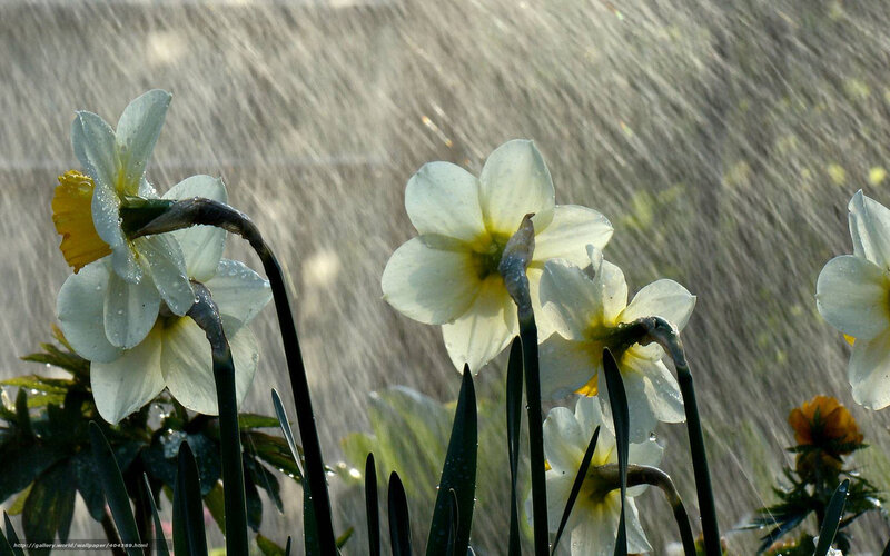 White Daffodils in Rain — Calm, Spring