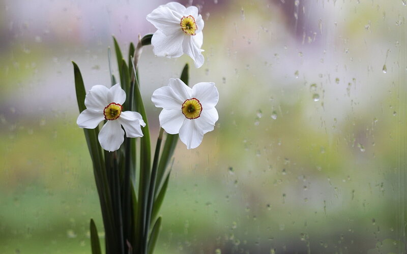 White Daffodils in Rain — Calm