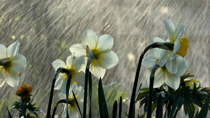 White Daffodils in Rain — Dramatic