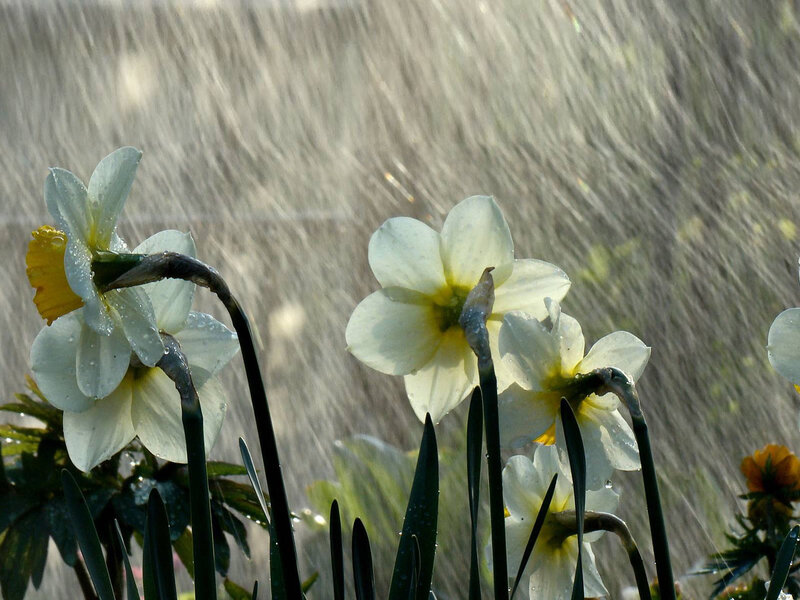 White Daffodils in Rain — Serene