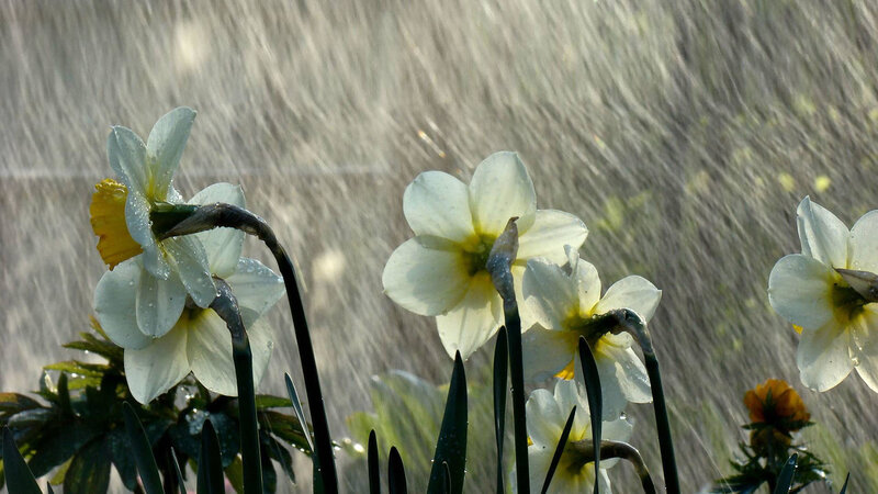 White Daffodils in Rain