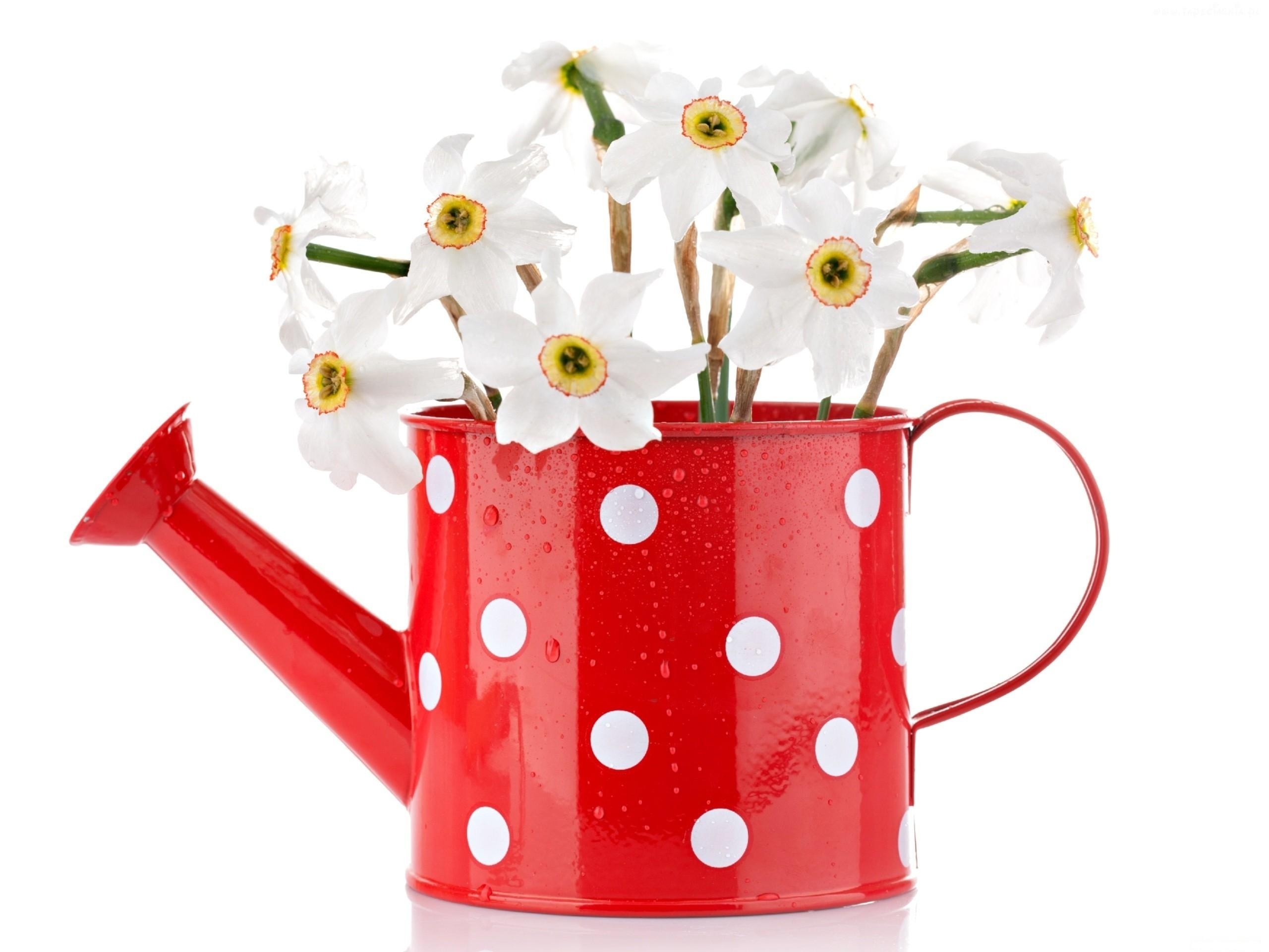 White daffodils in red watering can